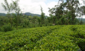 Sri Lanka