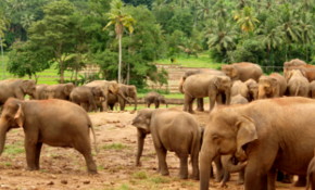 Sri Lanka